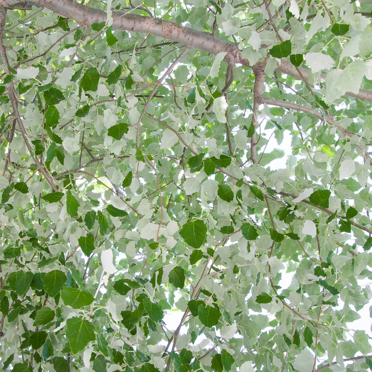 Promesse de Fleurs - Populus alba - Peuplier blanc, de Hollande Pot de 7,5L/10L