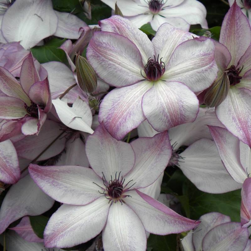 Clématite florida Fond Memories® à fleurs Blanche - feuillage Caduc - Pot de 3L - Echelle bambou 60/120 cm-  hauteur à maturité De 2,00 m à 2,50 m - Imagen 5