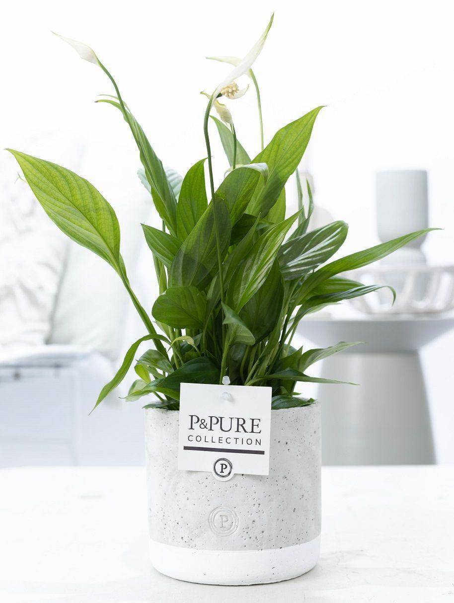 Fleur de lune - Spathiphyllum - en pot céramique vert jade - Ø12cm - ↕35cm - Plantes d’intérieur - Image 1
