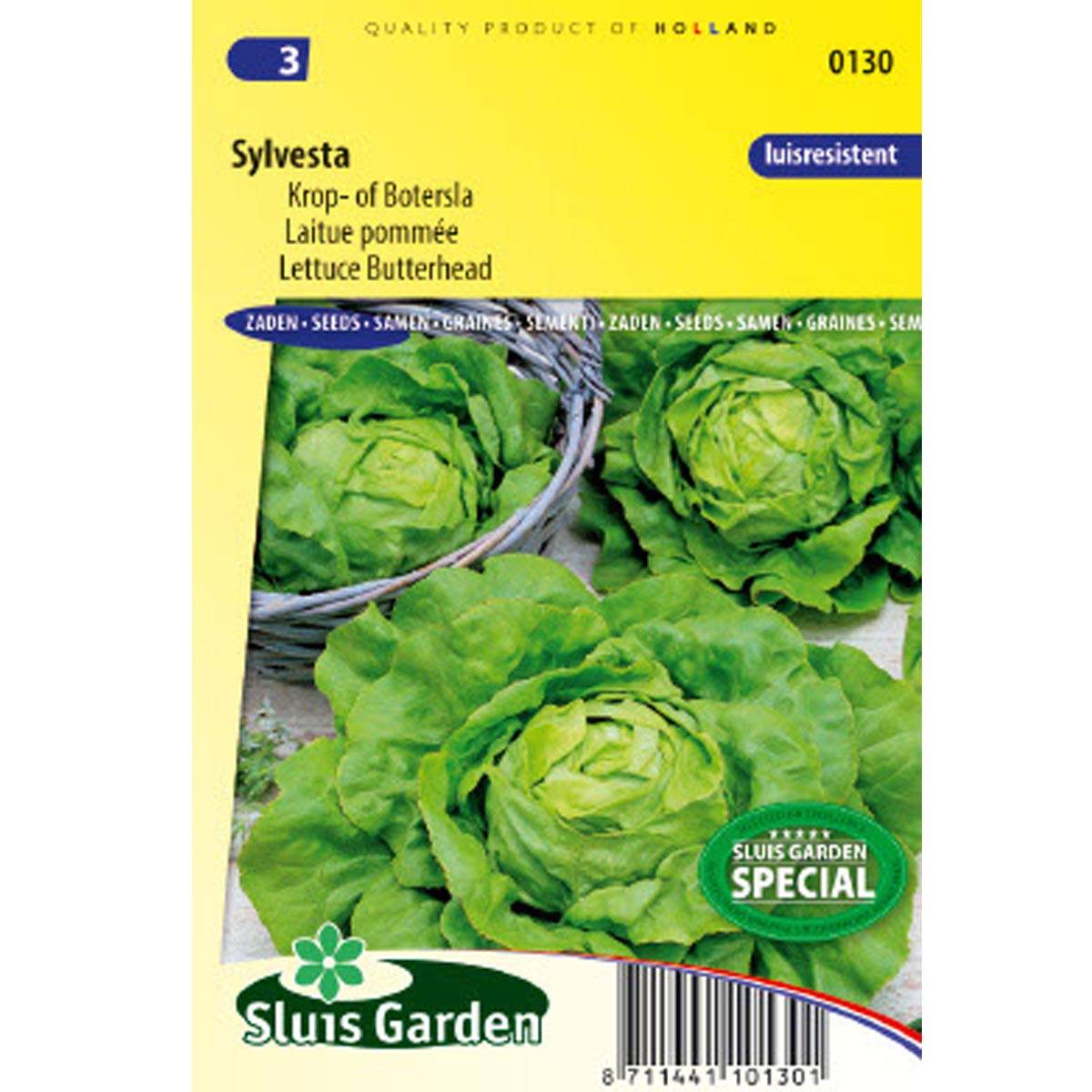 Laitue pommée Sylvesta - Lactuca sativa le sachet de 100 graines environ