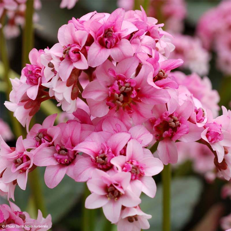 Promesse de Fleurs - Bergenia Dragonfly Sakura - Plante des savetiers Godet de 8/9 cm