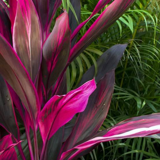 Gardenersdream - 1 X Cordyline Tango (Lili Club) Gadernersdream - Arbuste En Pot - Faciles À Entretenir - Plante Naturelle De 30-40 Cm - GardenersDream - Image 3