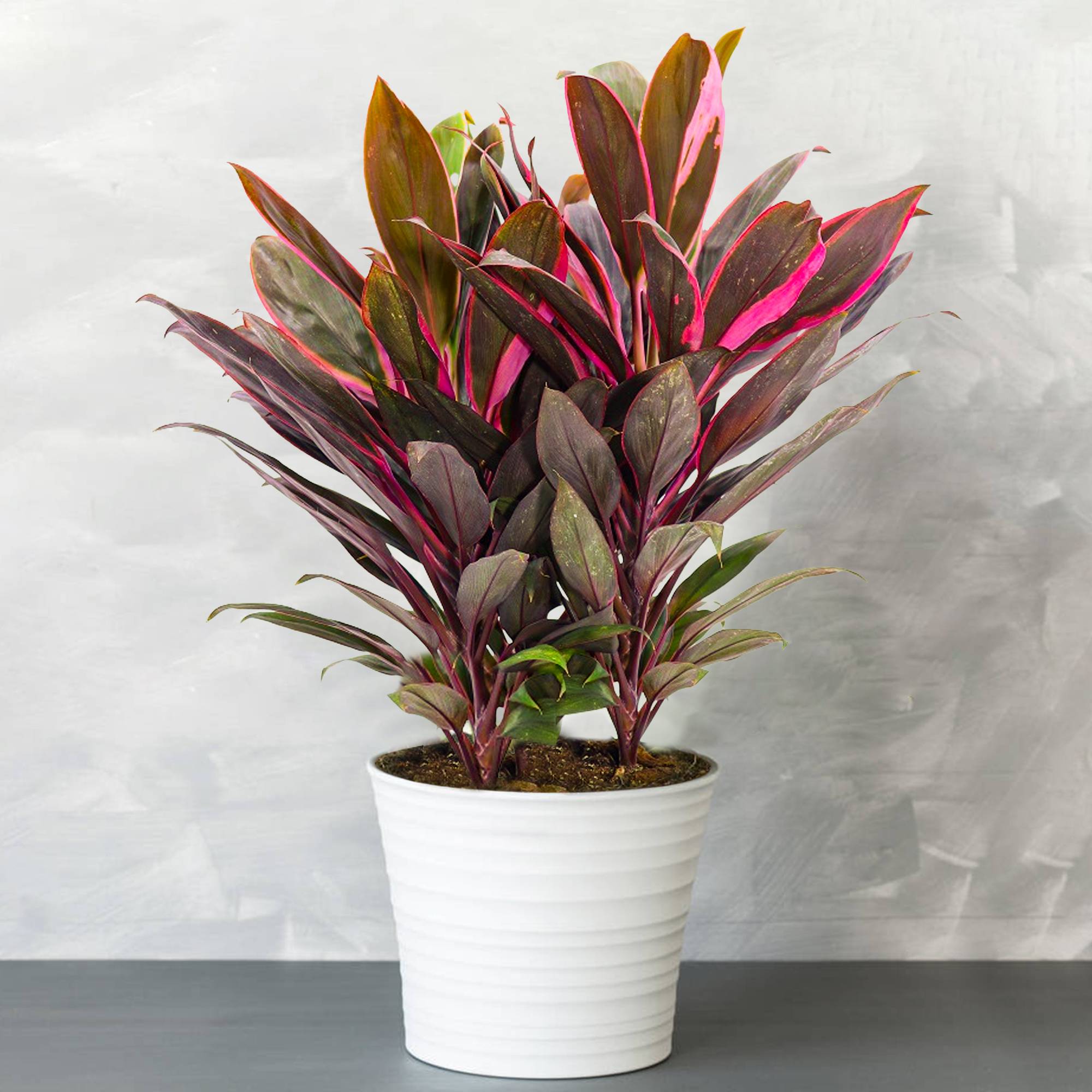 Gardenersdream - 1 X Cordyline Tango (Lili Club) Gadernersdream - Arbuste En Pot - Faciles À Entretenir - Plante Naturelle De 30-40 Cm - GardenersDream