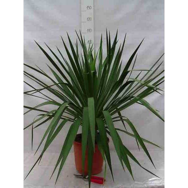 0 - Yucca gloriosa (Dague espagnole) pot de 110L 100/125cm - Image 1
