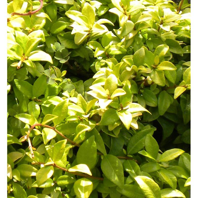 Jasmin étoilé Golden Memories® à fleurs Jaune - feuillage Persistant - Pot de 1,5L - Tuteur bambou 30/60 cm-  hauteur à maturité De 3,00 m à 5,00 m - Imagen 2