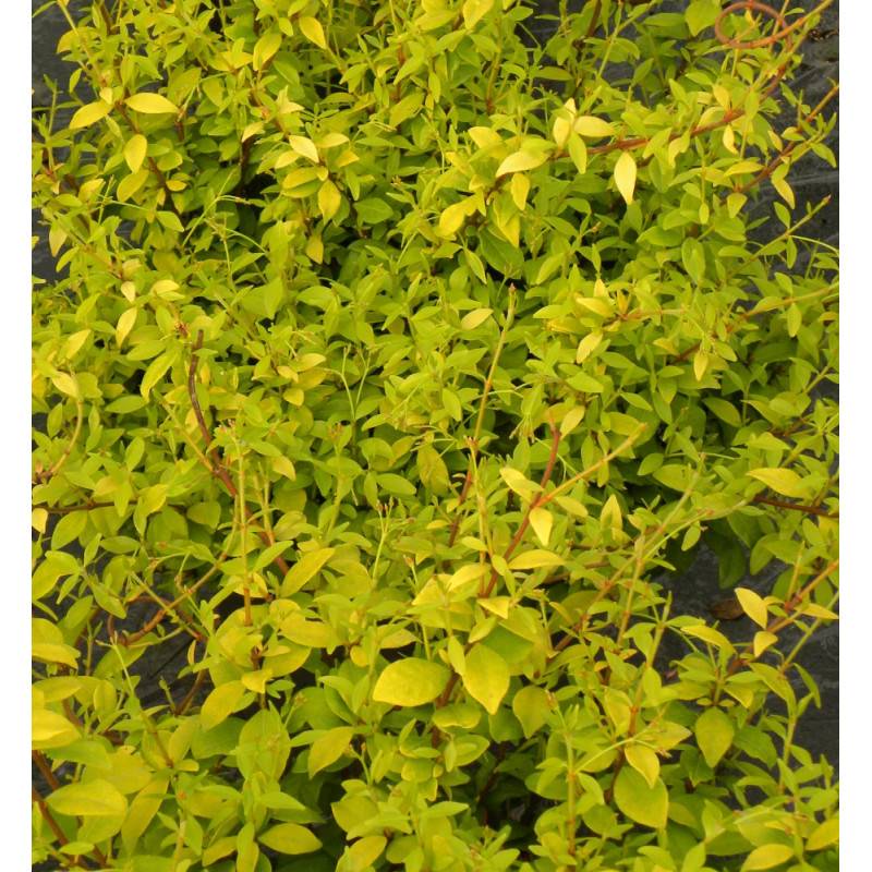 Jasmin étoilé Golden Memories® à fleurs Jaune - feuillage Persistant - Pot de 1,5L - Tuteur bambou 30/60 cm-  hauteur à maturité De 3,00 m à 5,00 m - Imagen 5