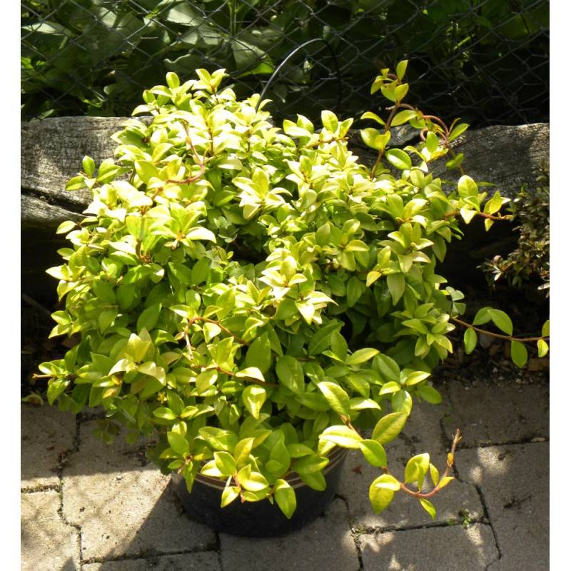 Jasmin étoilé Golden Memories® à fleurs Jaune - feuillage Persistant - Pot de 1,5L - Tuteur bambou 30/60 cm-  hauteur à maturité De 3,00 m à 5,00 m - Imagen 3