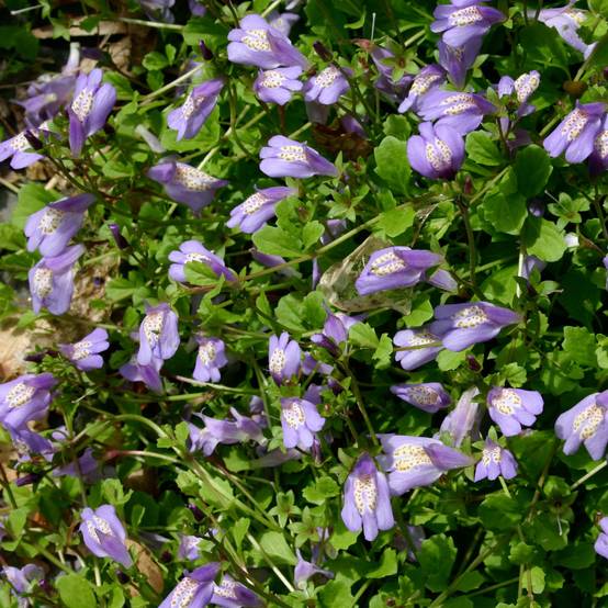Mazus reptans Godet de 8/9 cm