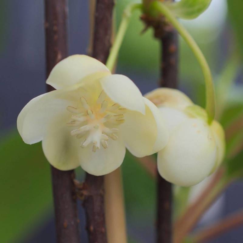 Magnolia grimpant à grandes fleurs, Schisandra à fleurs Blanche - feuillage Persistant - Pot de 1,5L - Tuteur bambou 30/60 cm-  hauteur à maturité De - Imagen 5
