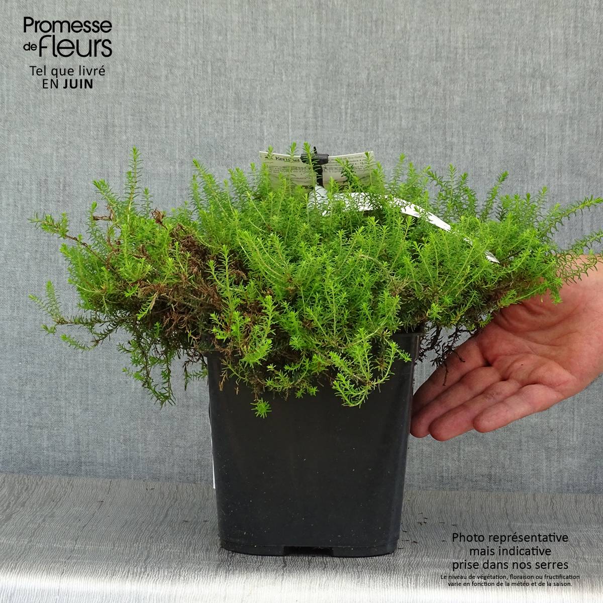 Promesse de Fleurs - Erica x darleyensis Eva Gold - Bruyère d'hiver Pot de 1L/1,5L - Image 2