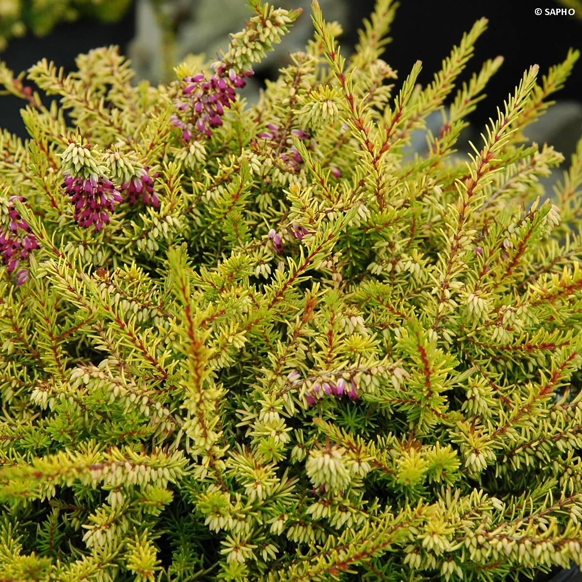Promesse de Fleurs - Erica x darleyensis Eva Gold - Bruyère d'hiver Pot de 1L/1,5L - Image 1