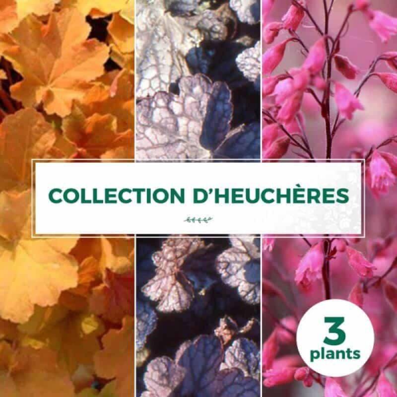 Collection de 3 Heuchères - Godet 9cm - Pépinières Naudet - Imagen 1