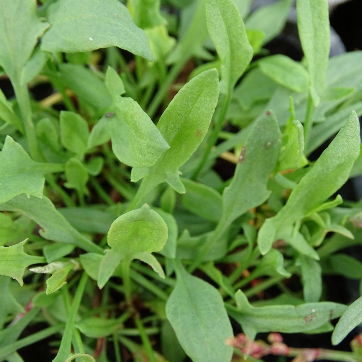 Petite oseille - Sans traitement à fleurs Rouge/ - feuillage Persistant - Lot de 5 godets