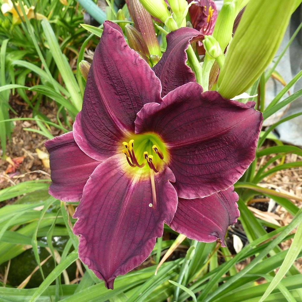 Hémérocalle Grape Velvet - Lis d'un jour Godet de 8/9 cm