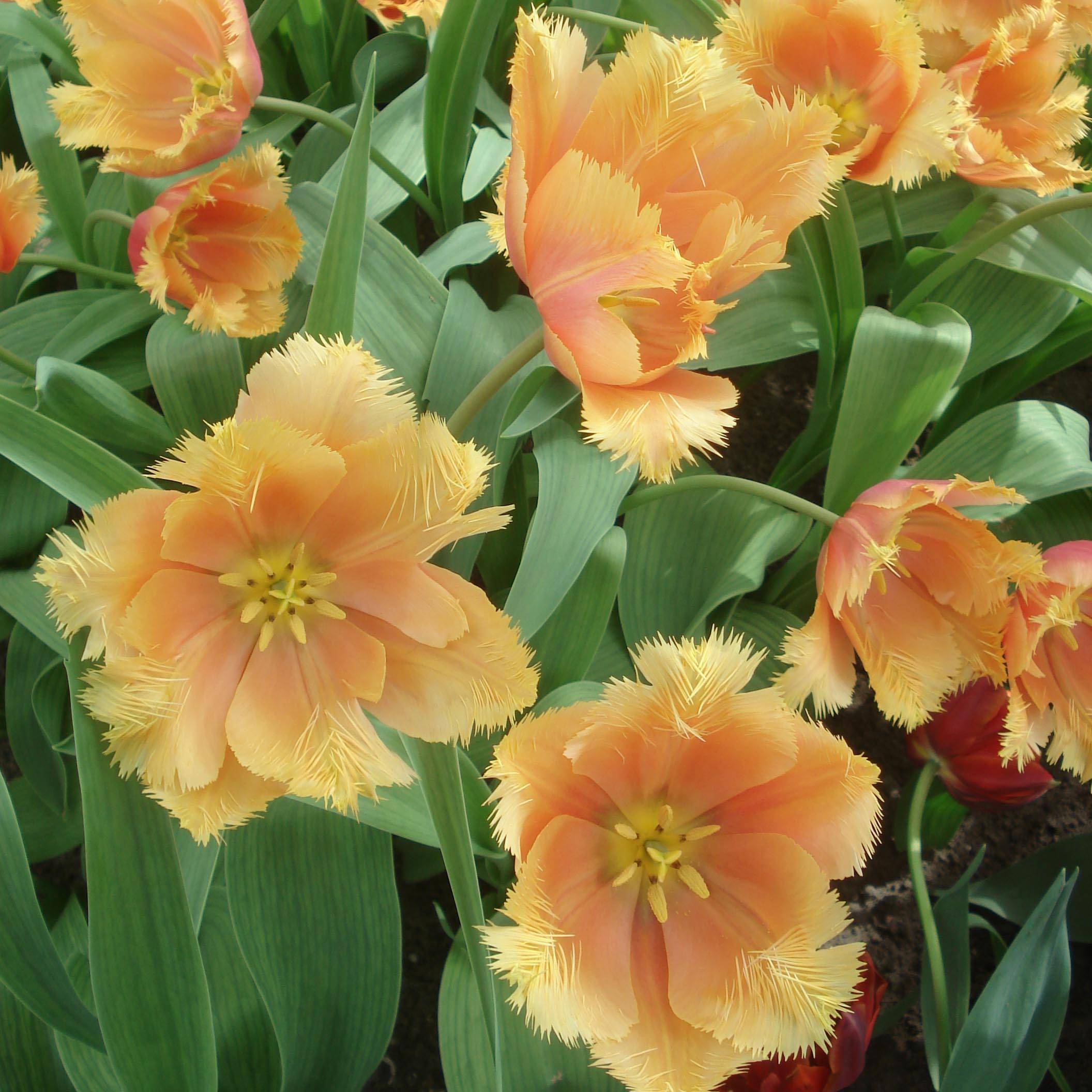 Promesse de Fleurs - Tulipe dentelée Lambada  Bulbe calibre 11+ (par 10)