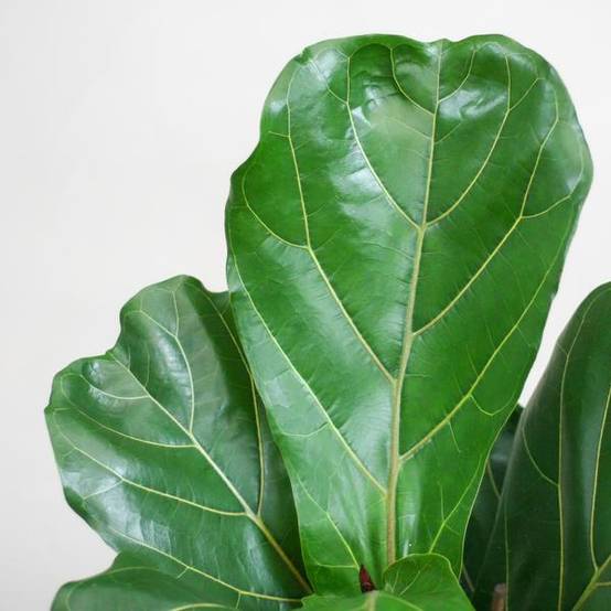 Ficus Lyrata Pot Gris - D21 H80cm - Image 5