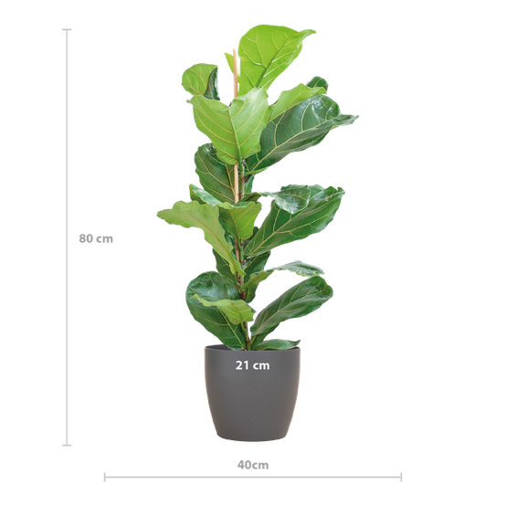 Ficus Lyrata Pot Gris - D21 H80cm - Image 2