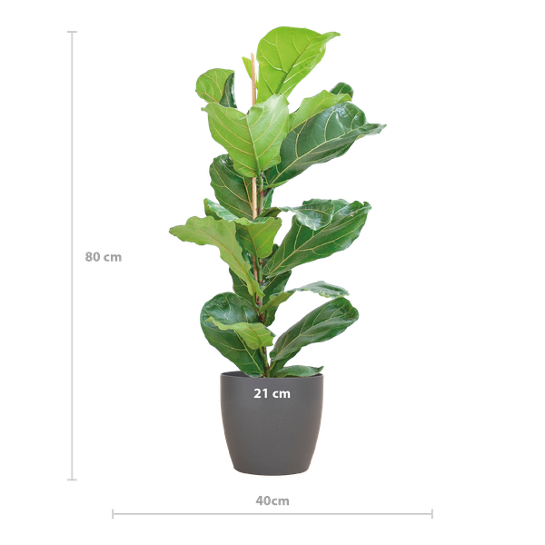 Ficus Lyrata Pot Gris - D21 H80cm - Image 2
