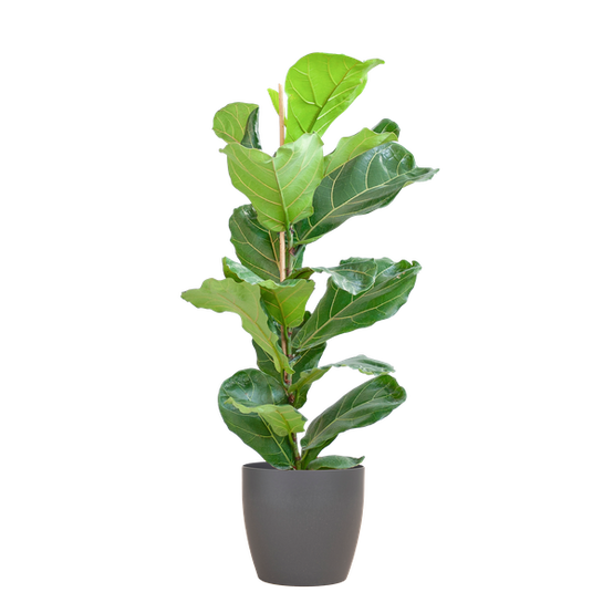 Ficus Lyrata Pot Gris - D21 H80cm - Image 1