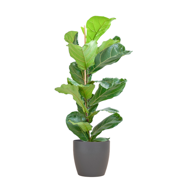 Ficus Lyrata Pot Gris - D21 H80cm - Image 1