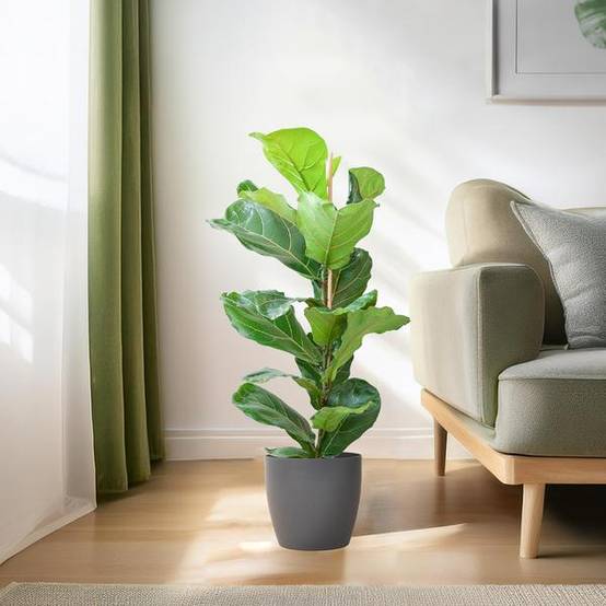 Ficus Lyrata Pot Gris - D21 H80cm - Image 3