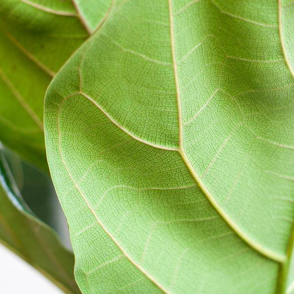 Ficus Lyrata Pot Gris - D21 H80cm - Image 4