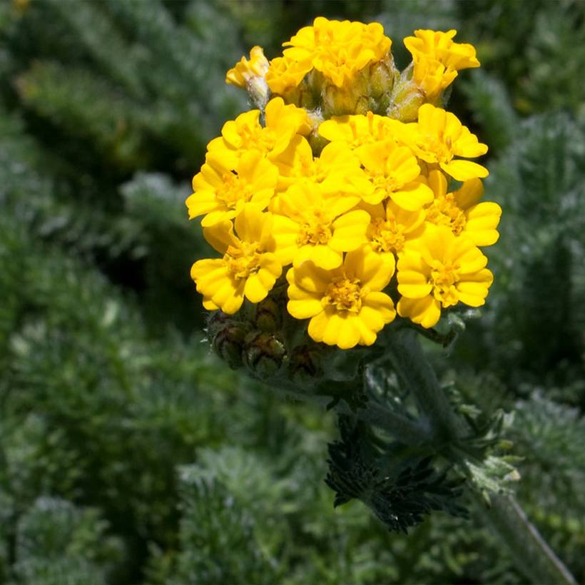 Achillea tomentosa Aurea (Maynard's Gold) - Achillée laineuse Godet de 8/9 cm