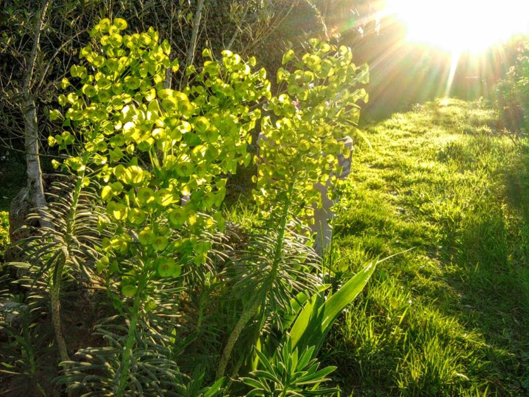 Promesse de Fleurs - Euphorbia characias - Euphorbe arbustive Godet de 8/9 cm
