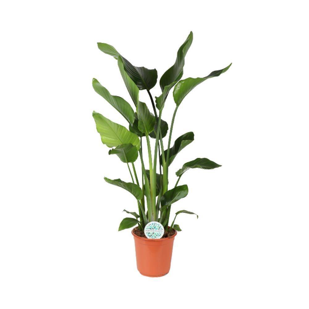 Strelitzia Nicolai - D24 H110cm