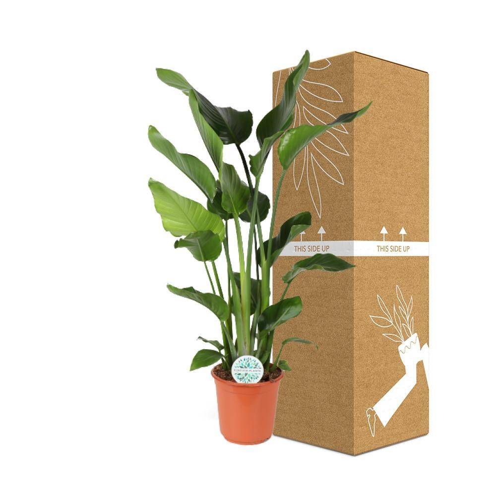 La Green Touch - Strelitzia Nicolai - D24 H110cm - Image 3