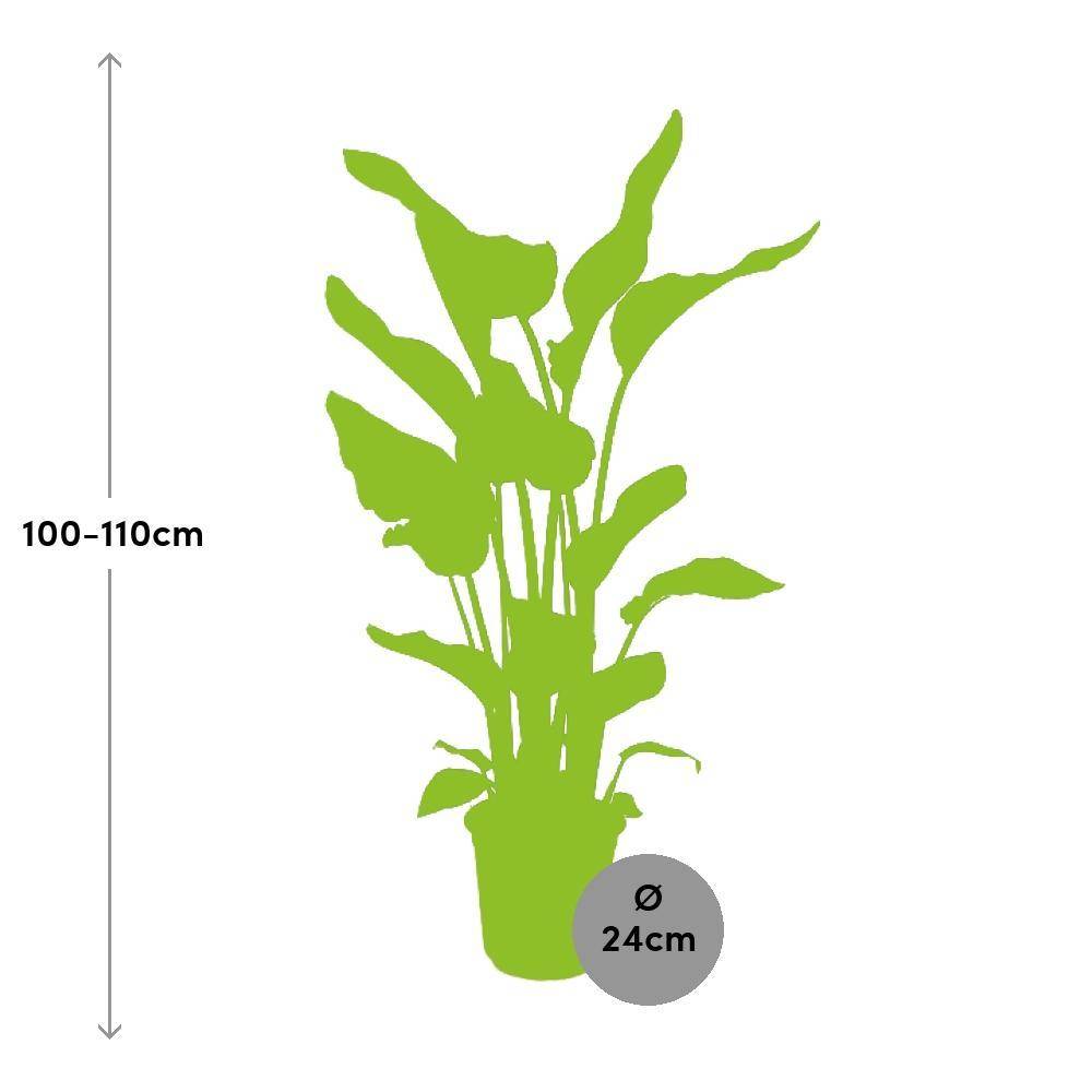 La Green Touch - Strelitzia Nicolai - D24 H110cm - Image 2