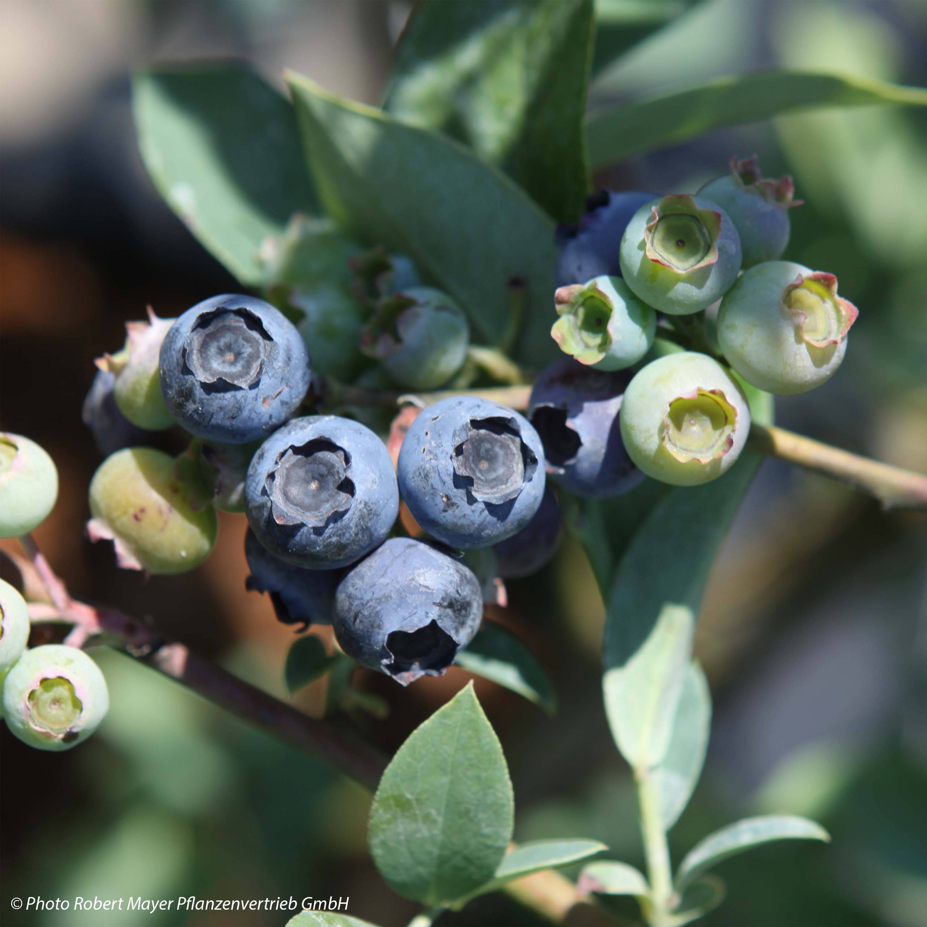 Promesse de Fleurs - Myrtillier Powder Blue - Vaccinium ashei Pot de 1,5L/2L, Buisson