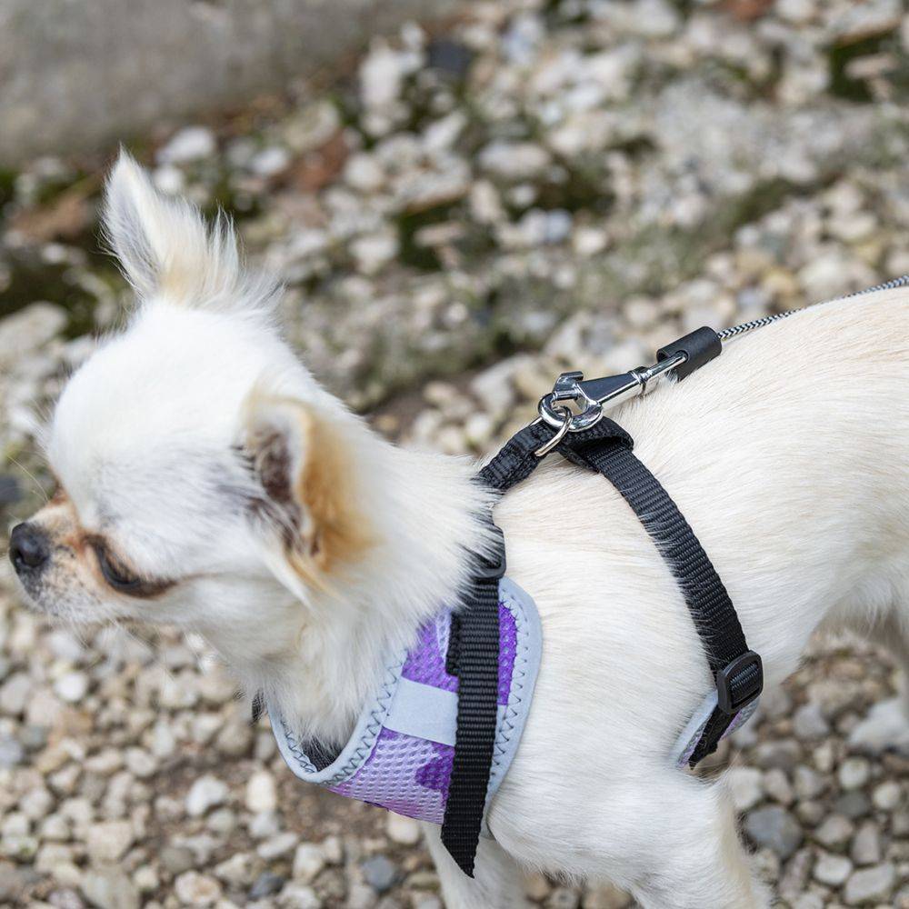 Ferplast - Ferplast Laisse Chien Enrouleur FLIPPY ONE, Laisse pour Petits Chiens jusqu'à 8 Kg. Cordon Extensible max 3 m. Bouton unique pour verrouiller et - Imagen 6