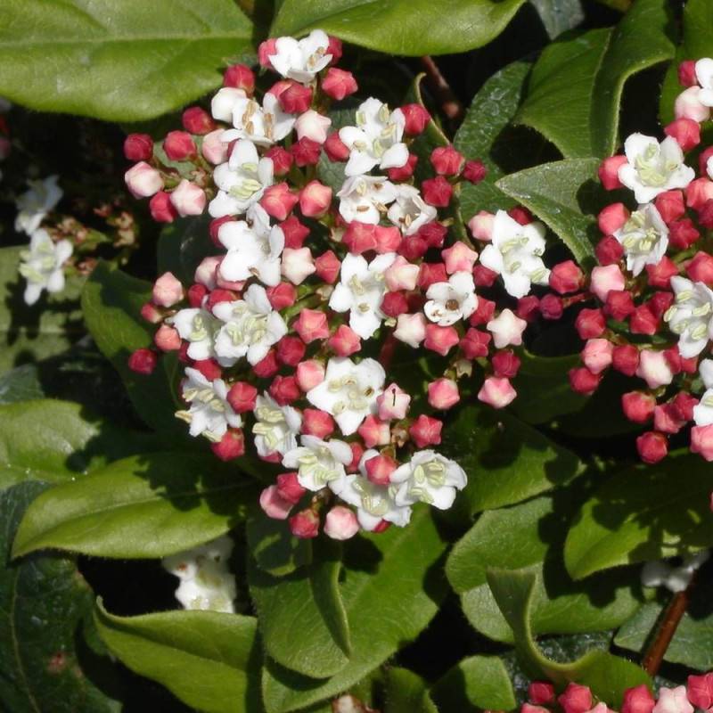 Viorne, Laurier Tin Quimper, Viburnum à fleurs Rose - feuillage Persistant - Pot de 3L - 40/60 cm-  hauteur à maturité De 1,50 m à 2,00 m - Image 2