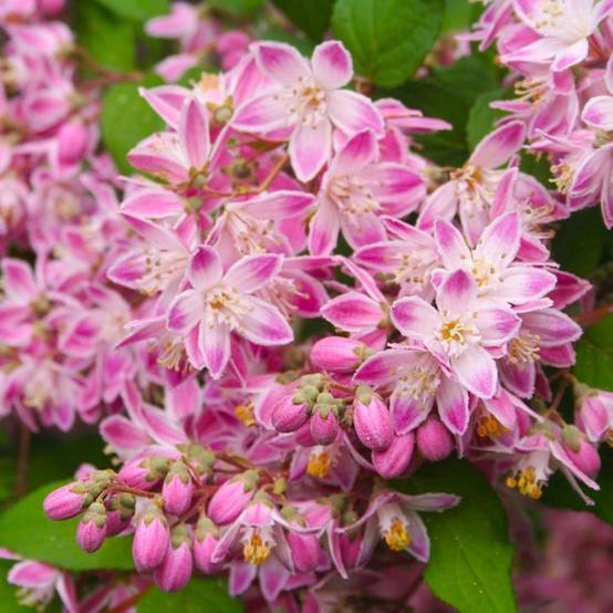 Deutzia 'Perle rose' (Deutzia 'Perle Rose') - Godet - Taille 13/25cm - Pépinières Naudet