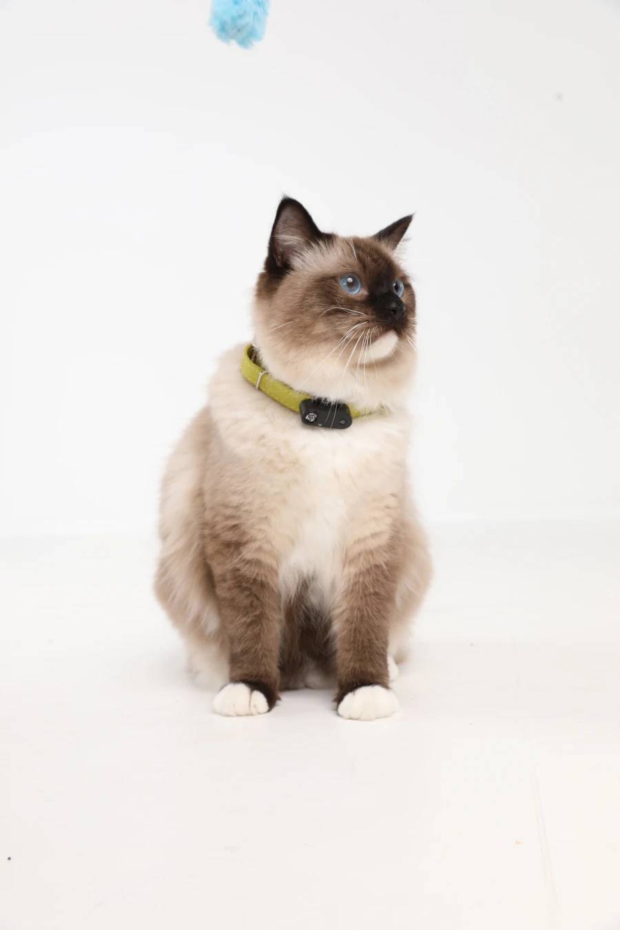 Tickless Mini Cat rechargeable - black - Image 4