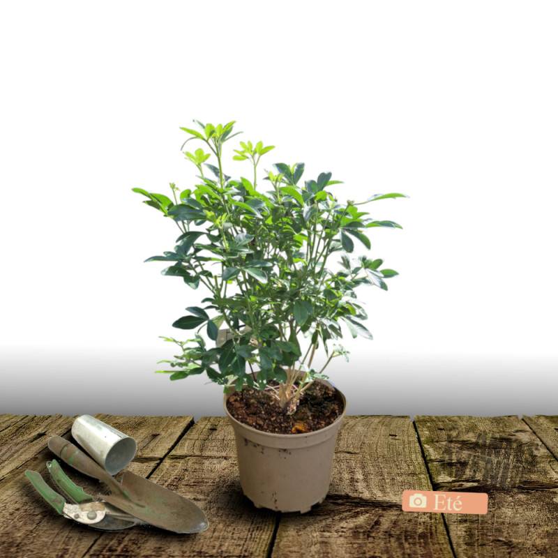 Oranger du Mexique, Choisya à fleurs Blanche/ - feuillage Persistant - Pot de 3L - 40/60 cm - Imagen 4
