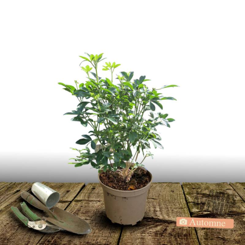 Oranger du Mexique, Choisya à fleurs Blanche/ - feuillage Persistant - Pot de 3L - 40/60 cm - Imagen 3