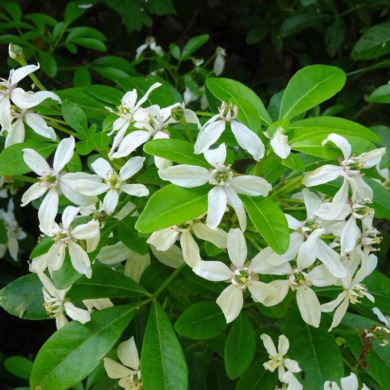 Oranger du Mexique, Choisya à fleurs Blanche/ - feuillage Persistant - Pot de 3L - 40/60 cm - Imagen 1