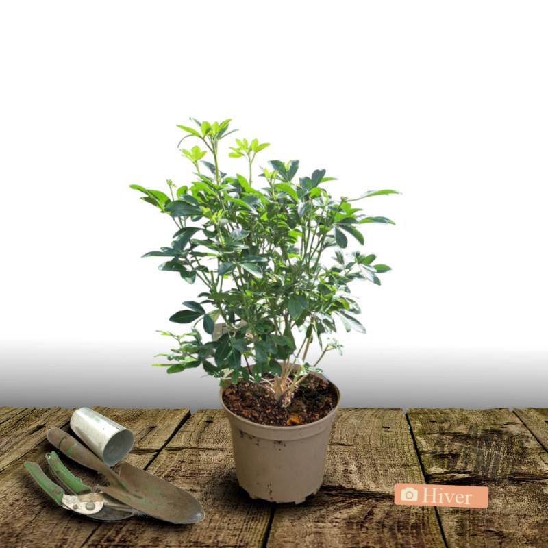 Oranger du Mexique, Choisya à fleurs Blanche/ - feuillage Persistant - Pot de 3L - 40/60 cm - Imagen 5