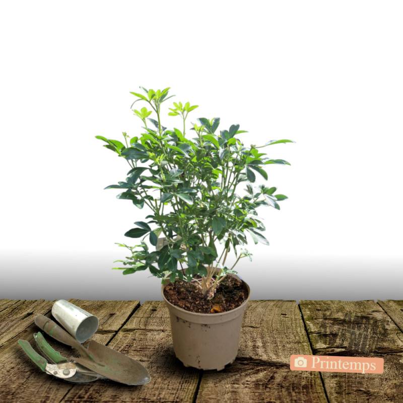 Oranger du Mexique, Choisya à fleurs Blanche/ - feuillage Persistant - Pot de 3L - 40/60 cm - Imagen 6