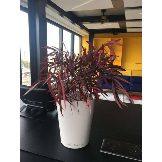 Plante Naturelle Stabilisée Eucalyptus Nicoly rouge - Plante stabilisée - Plante d'intérieur - 20 cm