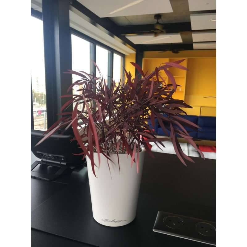 Plante Naturelle Stabilisée Eucalyptus Nicoly rouge - Plante stabilisée - Plante d'intérieur - 20 cm