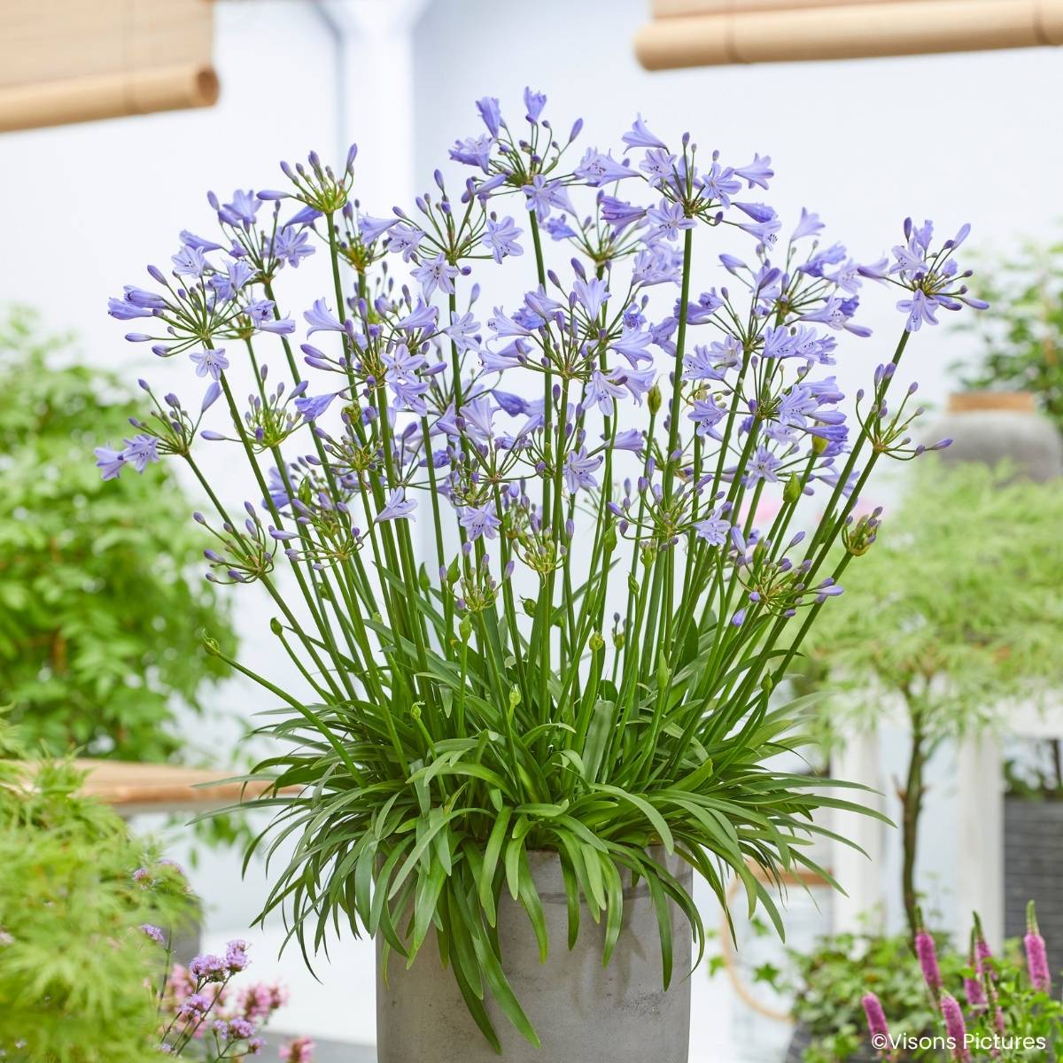 Promesse de Fleurs - Agapanthe Blue Baby Pot de 2L/3L