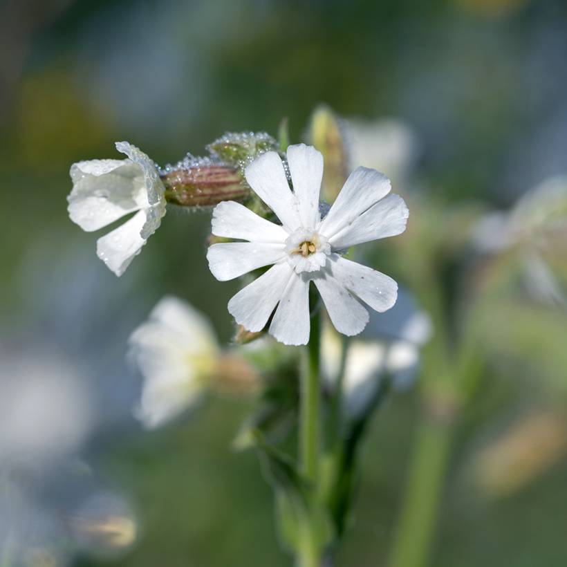 Promesse de Fleurs - Silene latifolia subsp. alba - Compagnon blanc Godet de 8/9 cm