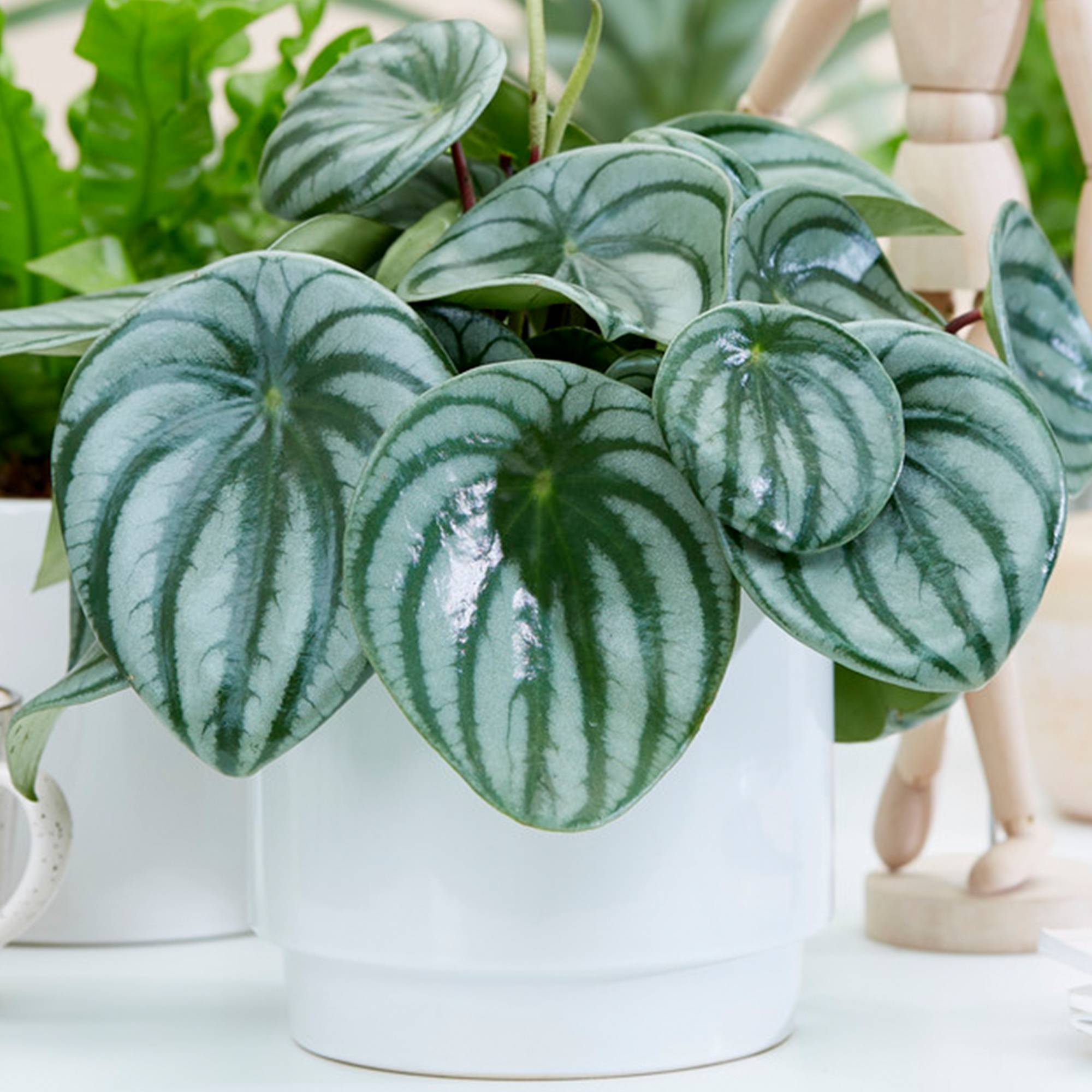 Gardenersdream - Peperomia Argyreia | Plante D'Intérieur Colorée Et Vivante Pour Le Bureau | Plante En Pot De 15 À 25 Cm - GardenersDream - Imagen 1