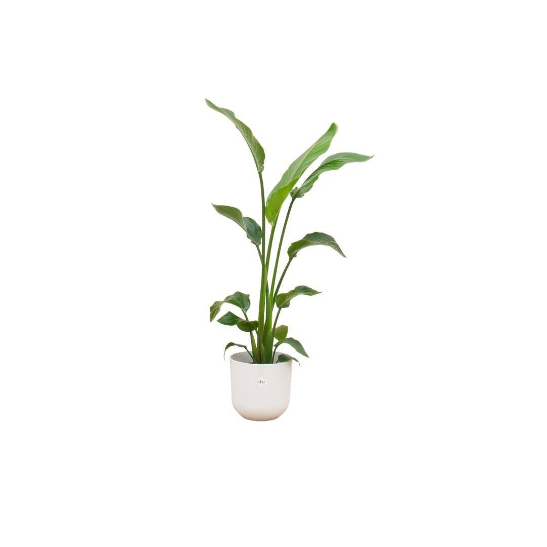 Strelitzia Nicolai 120 cm et son pot- La Green Touch Blanc 23cm - Hauteur 120cm