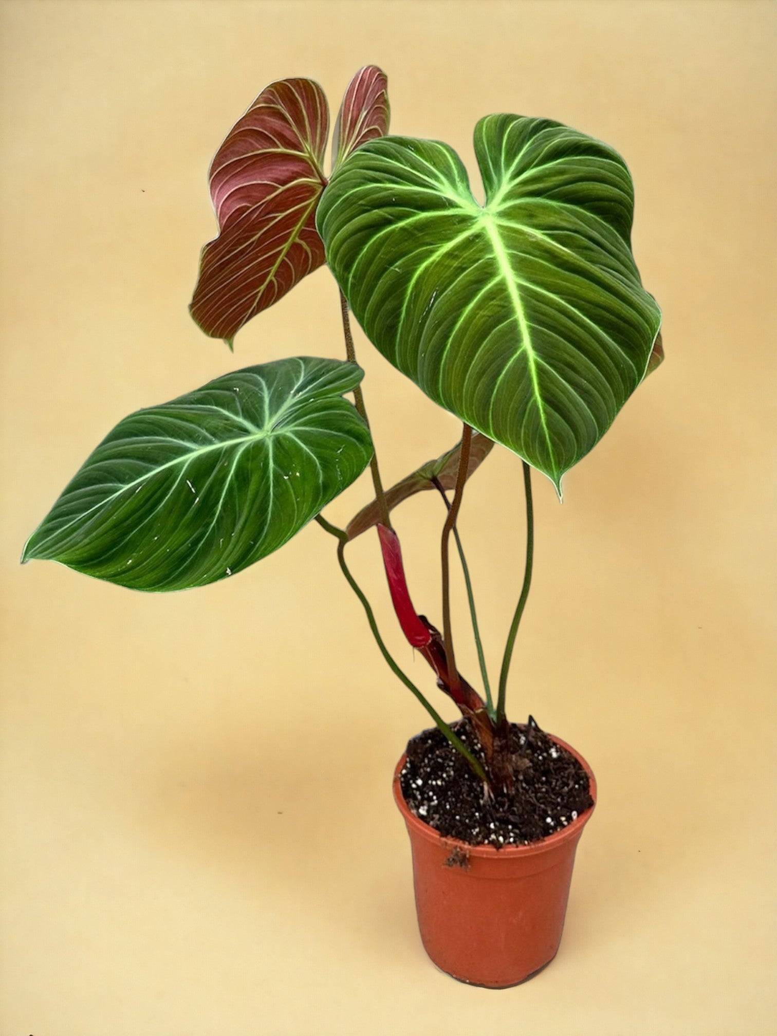 Philodendron El Choco Red d19- La Green Touch