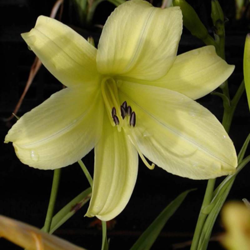 Hémérocalle Shooting Star à fleurs Jaune/ - feuillage Caduc - Godet - 5/20 cm - Imagen 1