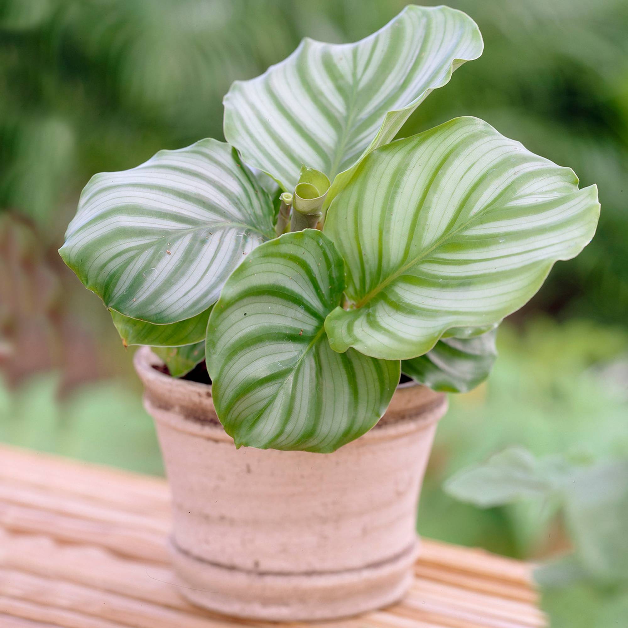Gardenersdream - 1 X Plante Paon Calathea Orbifolia À Feuilles Persistantes | Cadeau Plante D'Intérieur (30-40Cm Pot Inclus) - GardenersDream - Imagen 1